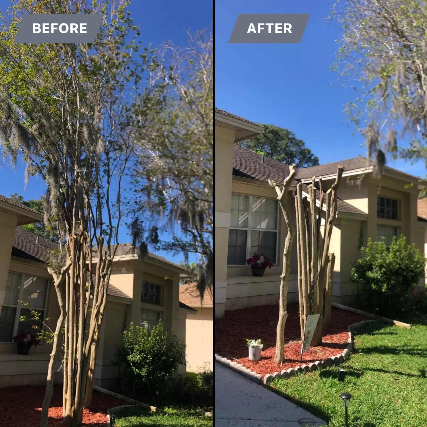 Temple Terrace Florida Tree Trimming Near Me